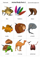 Animal Body 2.pdf